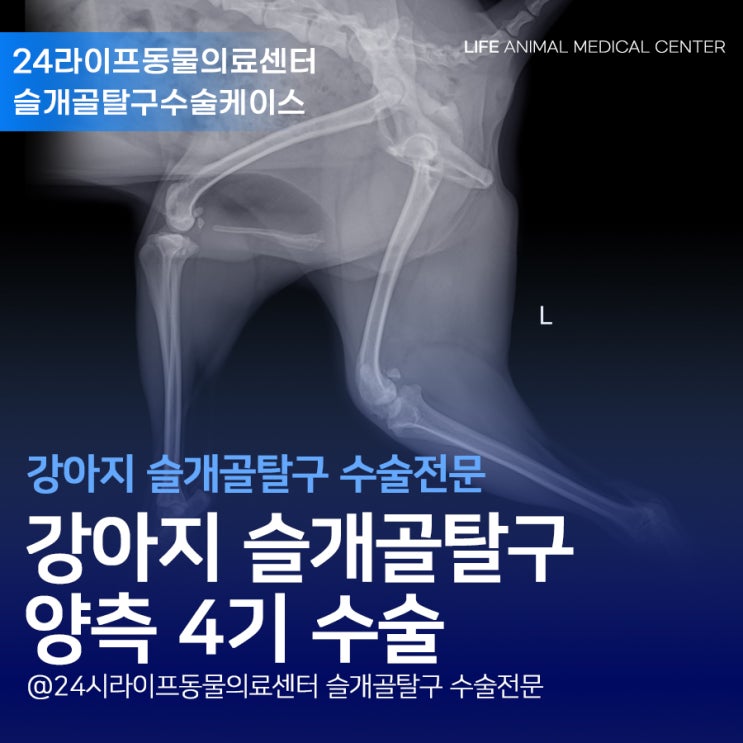 대구강아지슬개골탈구 와 허리디스크 : 강아지 슬개골탈구4기와 요천추디스크(DLSS) 대구강아지슬개골탈구 와 허리디스크 : 강아지 슬개골탈구4기와 요천추디스크(DLSS)