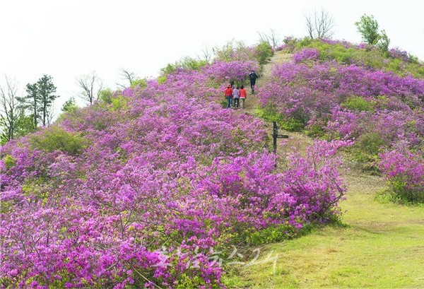  광양시, 29일~30일 제15회 ‘백운산국사봉철쭉축제’ 개최