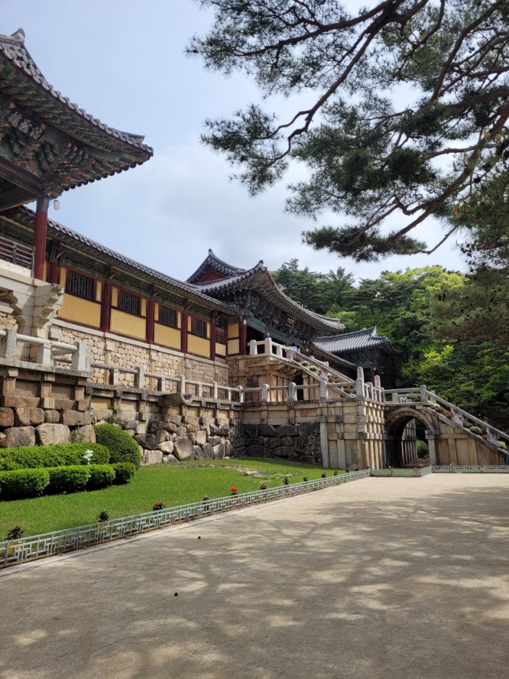  아이와 경주여행 2일차 일정(1) : 불국사&겹벚꽃, 월정교, 베이글베이글러카페(ft. 경주 가볼만한 곳)