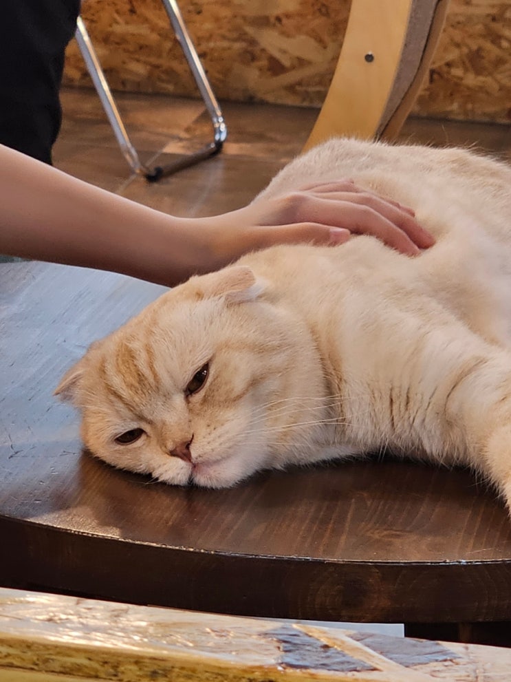  [경기 광주] 순딩한 고양이들이 가득한 뮤 고양이 카페