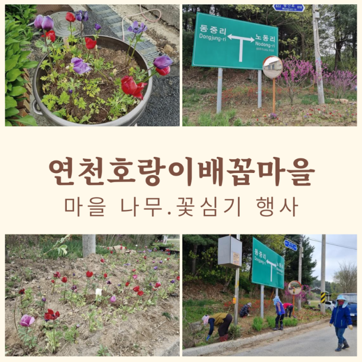  마을공동체활동 연천호랑이배꼽마을 마을가꾸기 마을정비 나무심기