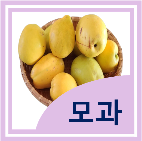  모과 효능, 섭취방법, 모과 차 만들기