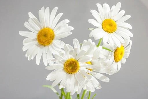  카가미 류지/월간 별자리 운세/2023년 4월 27일~5월 25일/물병·물고기·양·황소자리