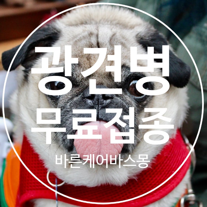  23년도 인천 계양구 봄철 강아지 광견병 주사 무료 예방접종
