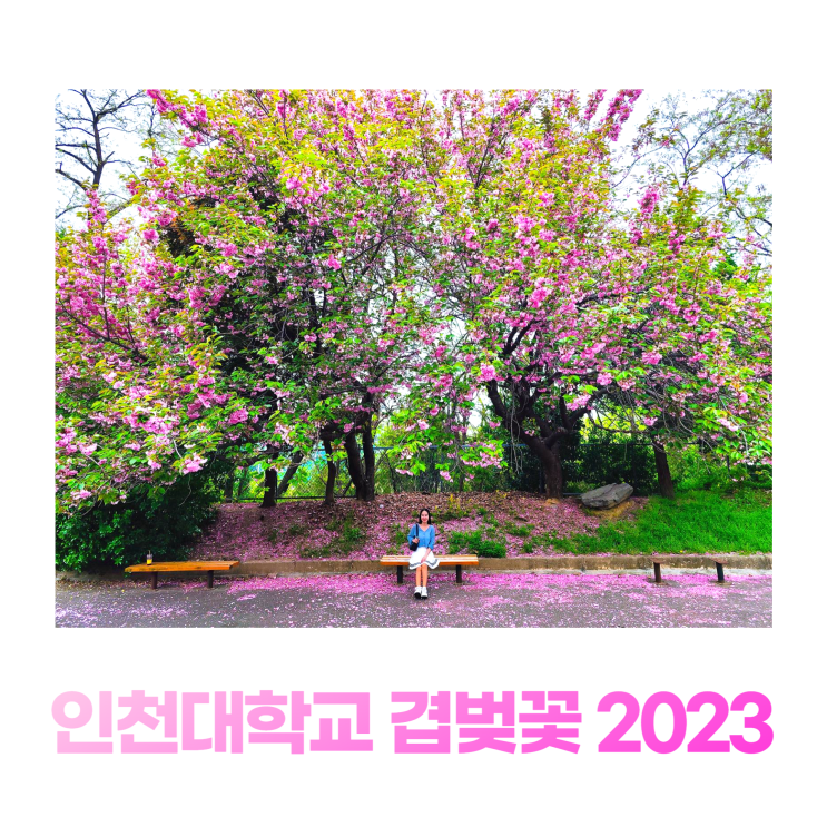 인천대학교 제물포캠퍼스 2023 겹벚꽃 철쭉 명소 위치 주차장 화장실