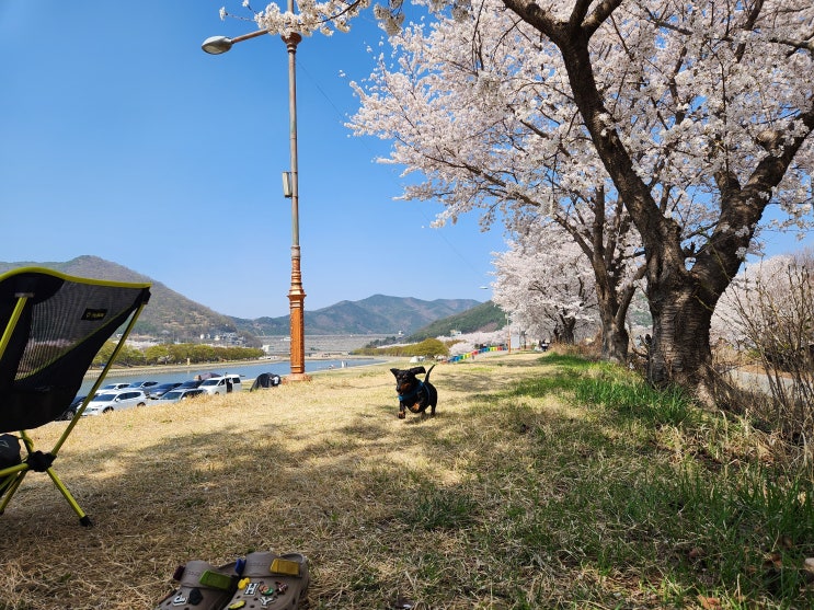  [3. 27.~4. 2.] 3월 마지막주 일상 벚꽃엔딩/청도 하류보/미니모/리터러시/스즈메의 문단속