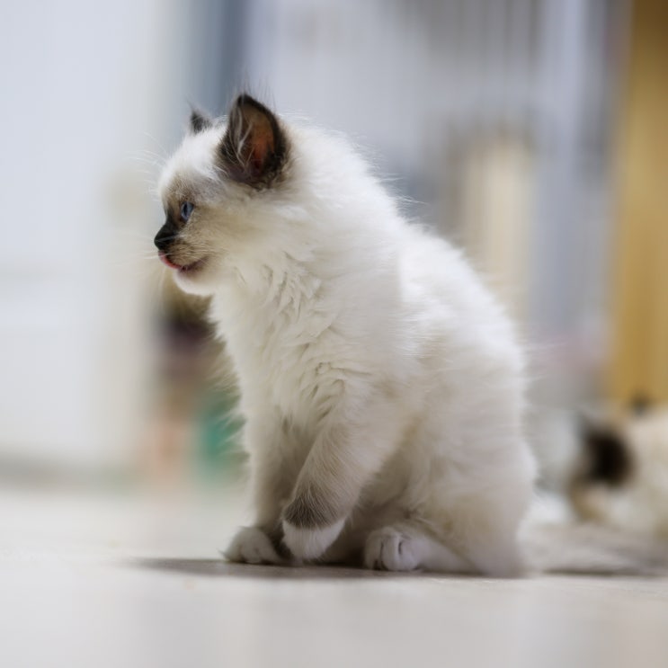  새끼 고양이 예방접종후 부작용, 림핑신드롬 경험담과 종합백신 시기 비용