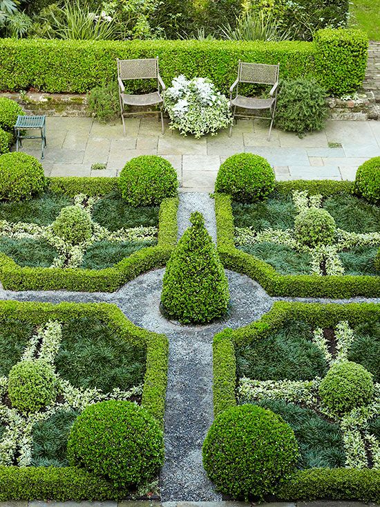  회양목(Buxus microphylla var. koreana) 관리 방법