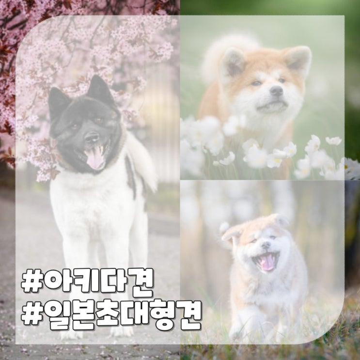  아키다견 아키타이누 귀여운 초대형견 강아지종류 특징