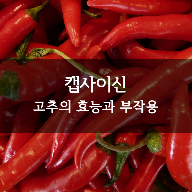  고추, 캡사이신 효능과 부작용 알아보기ㅣ건강하게 즐기는 매운맛