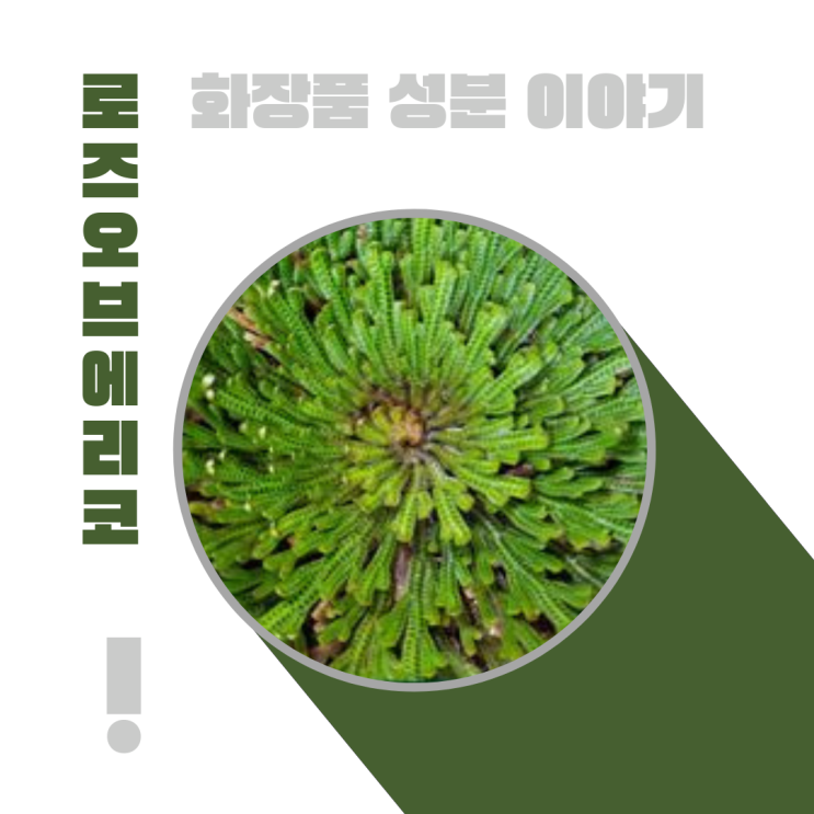 화장품 성분 이야기: 부활초 로즈오브에리코 [ Anastatica Hierochuntica Extract ]