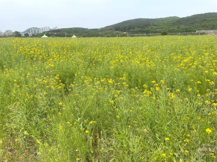  하중도 유채꽃