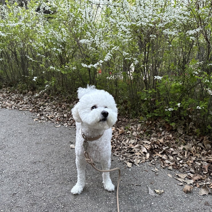  강아지가 다리를 저는 이유, 슬개골탈구 외에도 설명드릴게요