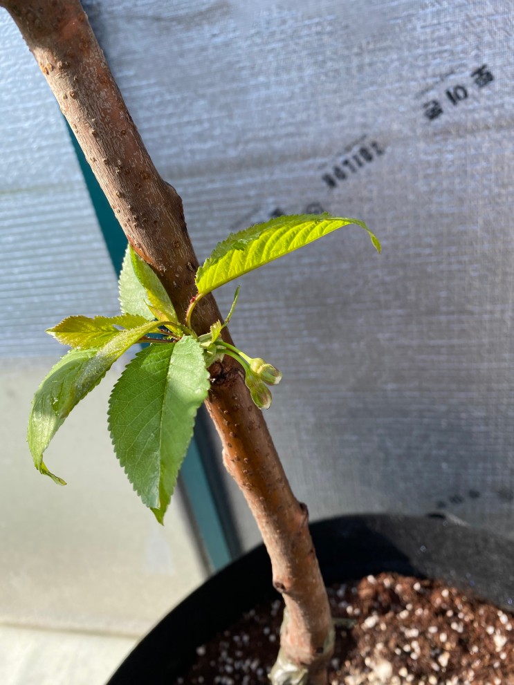 체리나무 자라는 모습 2년생 어린나무 성장기
