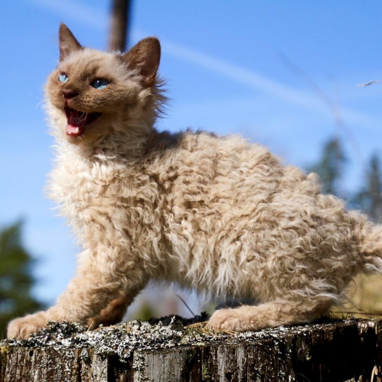 라팜 털덜빠지는 고양이 곱슬털 품종, 기본정보 성격 특징 역사 크기 수명