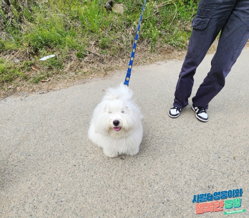 꼬똥? 꼬통 드 툴레아? 꼬동 드 툴레아? 어떤 이름이면 어때 : 네이버 블로그