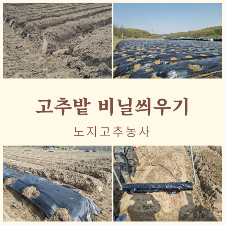  고추농사 고추밭비닐씌우기 멀칭비닐 텃밭비닐씌우는방법