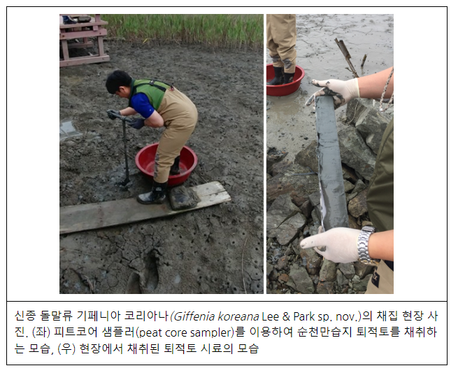 1400년 전부터 살아온 희귀 돌말류 신종 발견 1400년 전부터 살아온 희귀 돌말류 신종 발견