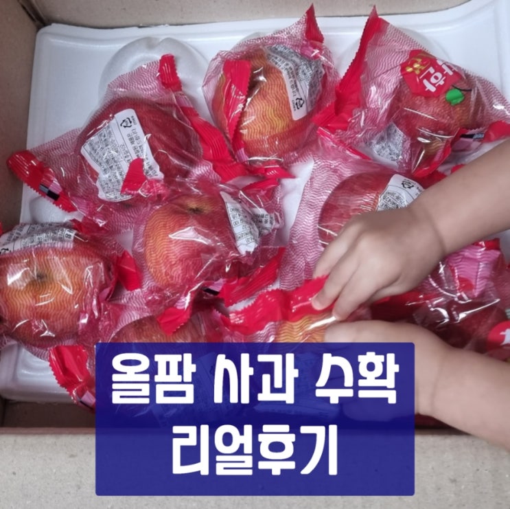  [앱테크] 올팜 사과 수확 후기