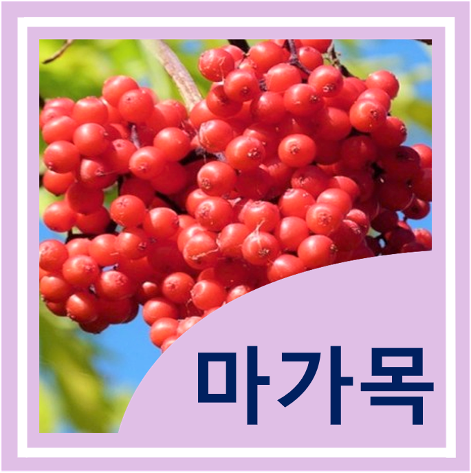  마가목 열매 효능 및 부작용 - 마가목 차 만들기