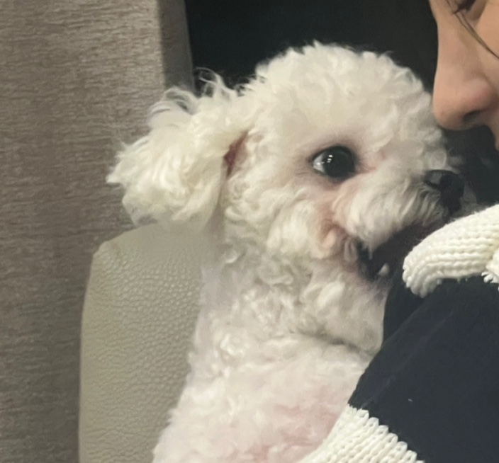 강아지에게 설탕물을 급여해도 되나요? 설탕물이 강아지에게 미치는 영향과 주의사항