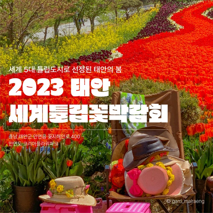 태안 튤립축제 안면도 코리아플라워파크 2023 세계튤립꽃박람회