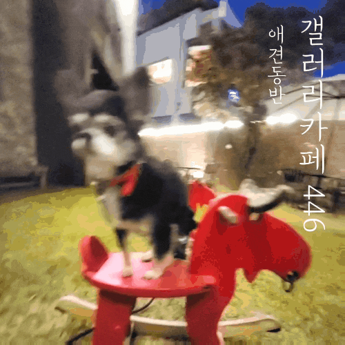  [경기도] 팔당 조용하고 분위기좋은 애견동반 갤러리카페 446