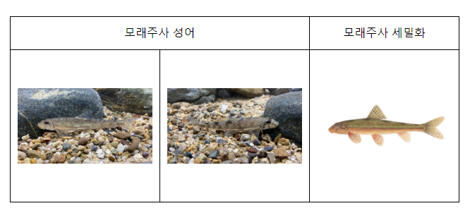 멸종위기 Ⅰ급 모래주사 국내 첫 복원 성공 멸종위기 Ⅰ급 모래주사 국내 첫 복원 성공