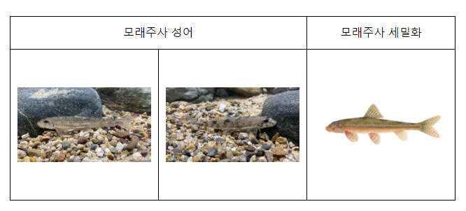 멸종위기 Ⅰ급 모래주사 국내 첫 복원 성공