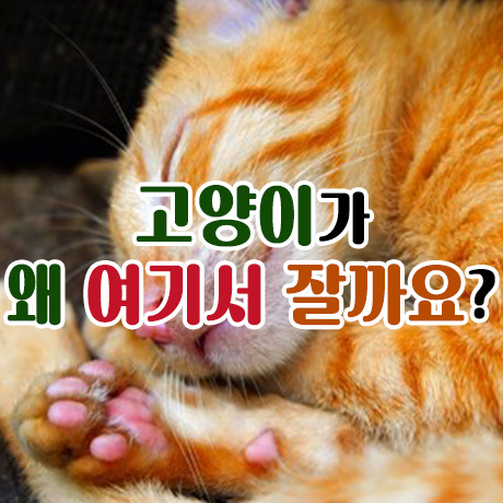  고양이가 왜 여기에서 잘까요?