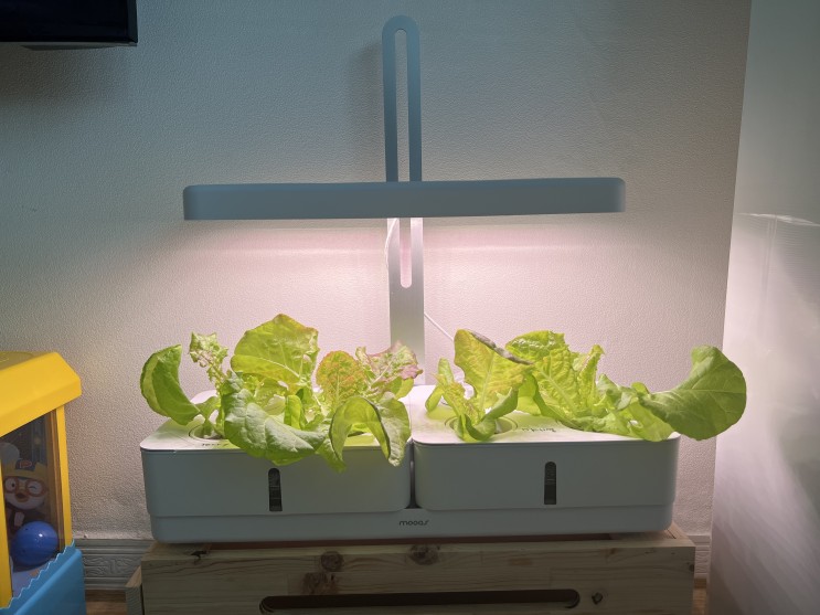 무아스 마이팜 홈가드닝 LED 식물 수경재배기로 무공해 상추 키우기