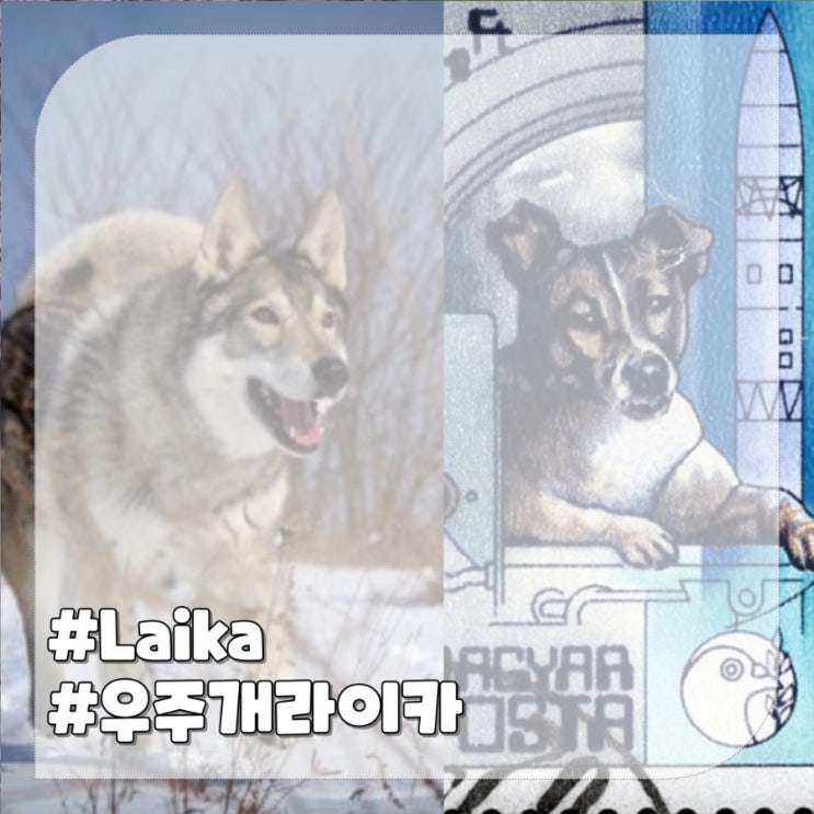  라이카개 강아지 종류 최초의 우주견 의미