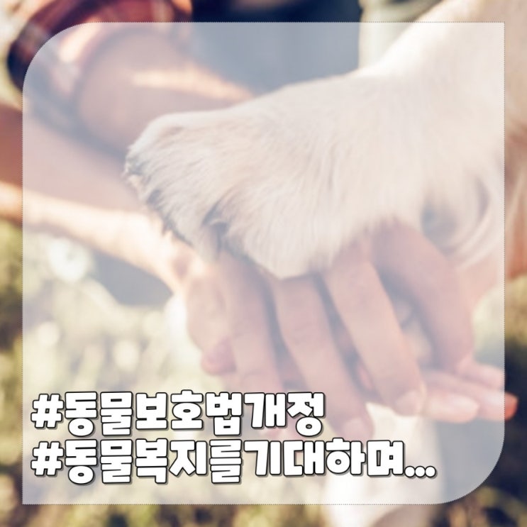  동물보호법 개정 2023,동물복지를 기대하며 달라진 점
