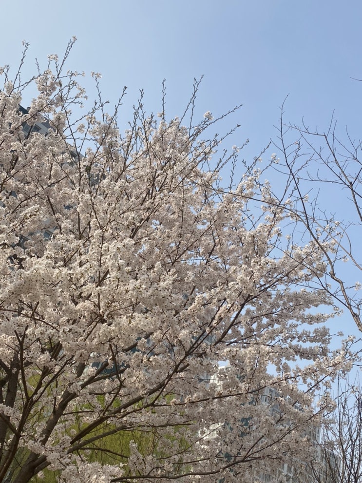  4월 남자친구 석이와의 커플 일상 일기 (스즈메의 문단속 영화 추천 후기, 벚꽃 구경) 서이추 환영