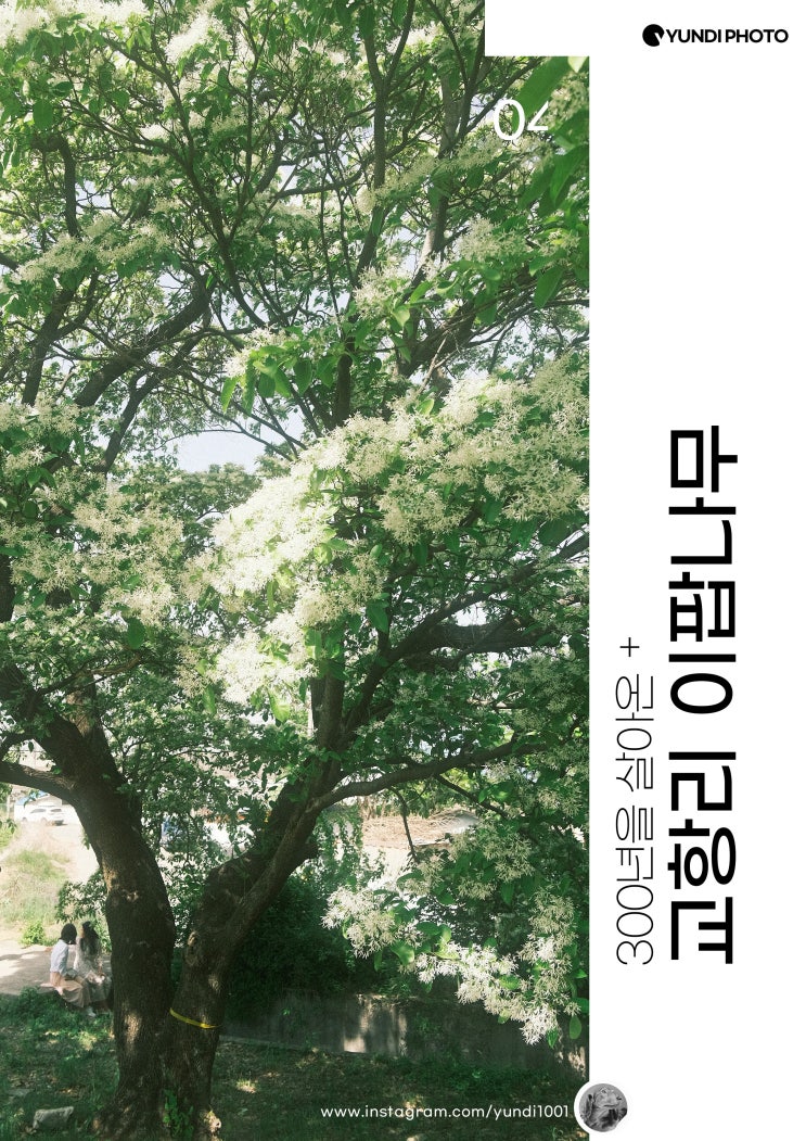 대구 근교 가볼만한곳 교항리 이팝나무 군락지 노홍저수지 용연사 대구 근교 가볼만한곳 교항리 이팝나무 군락지 노홍저수지 용연사
