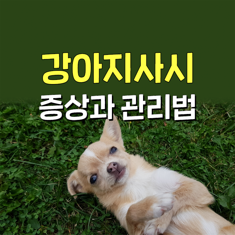 강아지사시 증상은 무엇인가요?