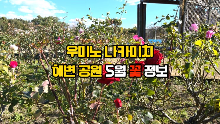 우미노나카미치 해변공원 5월 꽃 정보 6월도 후쿠오카 여행 추천 명소 1순위