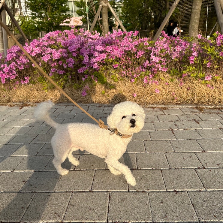 강아지 갑상선기능저하증 증상과 원인 식이요법