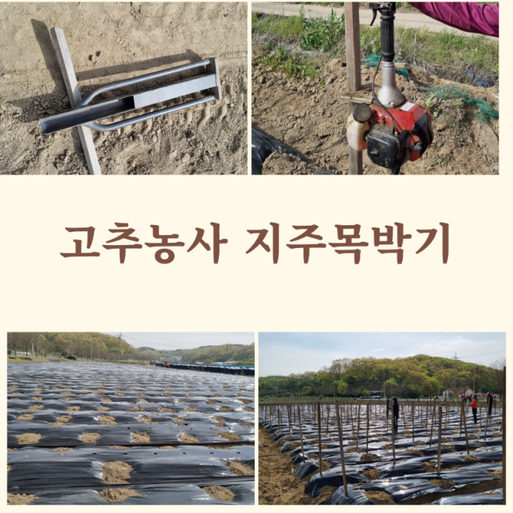  노지 고추농사 고추밭 항타기로 지주목박기 고추말장박기 지지대박기