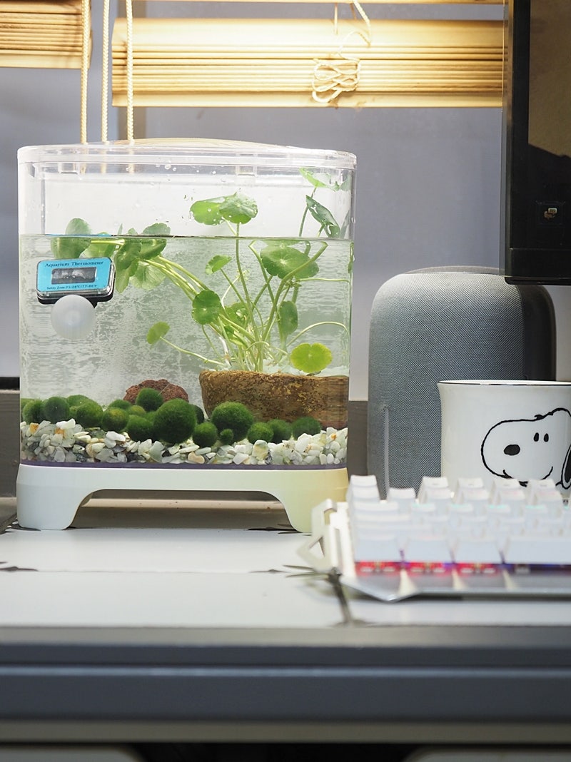 워터코인 수경재배와 함께 마리모 키우기( 어항 세팅하는 방법) : 네이버 블로그