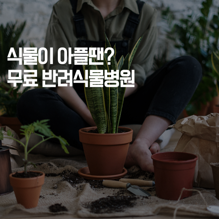  [심플플래닛 심플두잇] 식물이 아플땐? 무료 반려식물병원