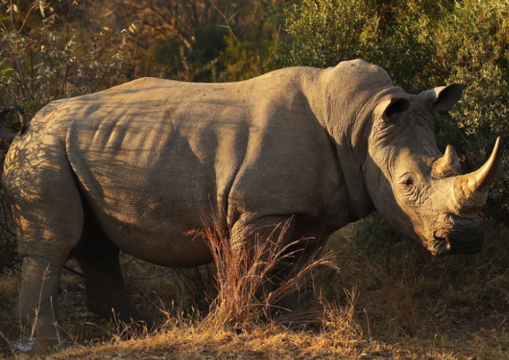 2,000마리의 '거의 위협받는' 흰 코뿔소가 경매에 나와 있습니다