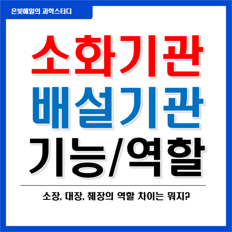  인간 소화기관 내 장기의 기능과 역할(위, 소장, 대장, 췌장 등)