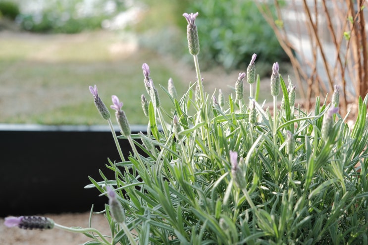  라벤더(Lavandula species) 관리 방법