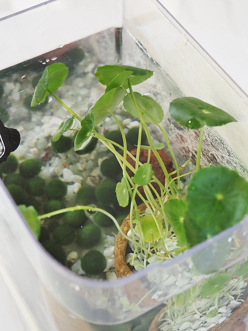 워터코인 수경재배와 함께 마리모 키우기( 어항 세팅하는 방법) : 네이버 블로그