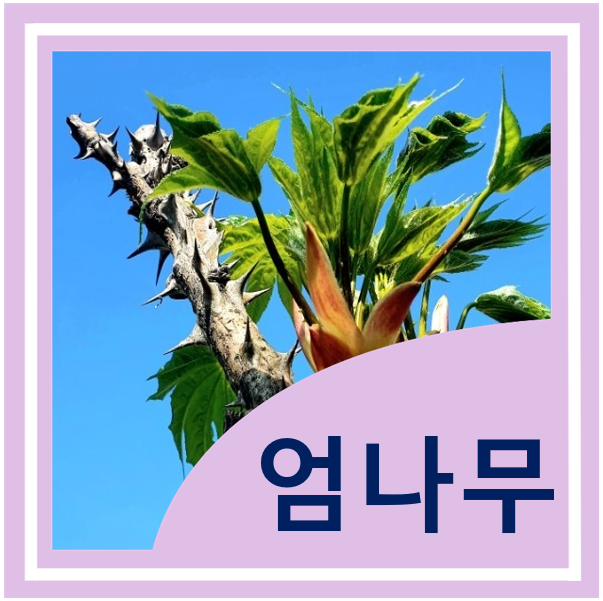  엄나무순(개두릅) 효능, 섭취방법, 부작용 - 음나무