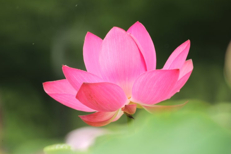  동궁과월지 연꽃단지