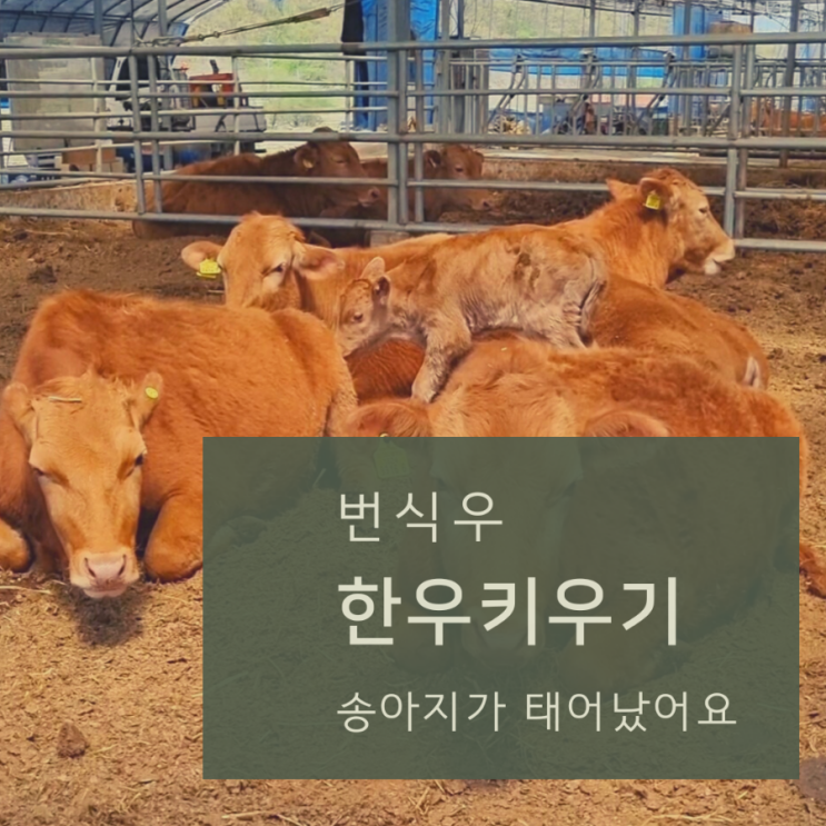  번식우 한우키우기 송아지 태어난날