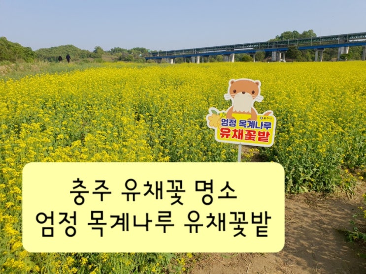  충주 유채꽃 명소 엄정 목계나루 유채꽃밭, 애견동반 데이트