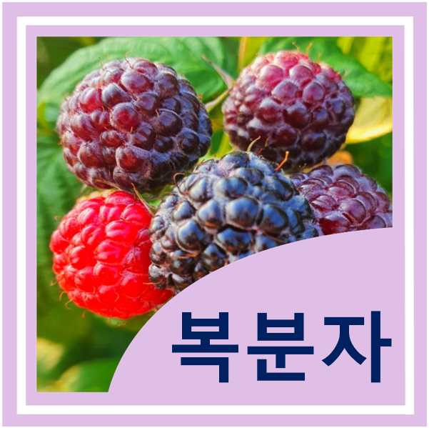  복분자 효능 및 부작용 - 엑기스 만드는 방법
